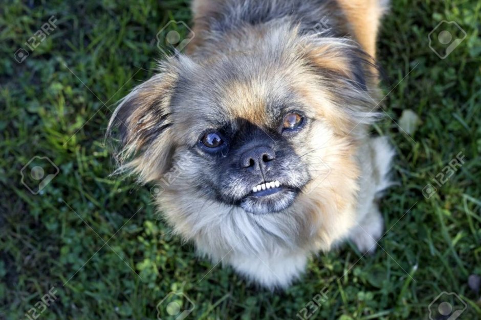 Пекинес во дворе