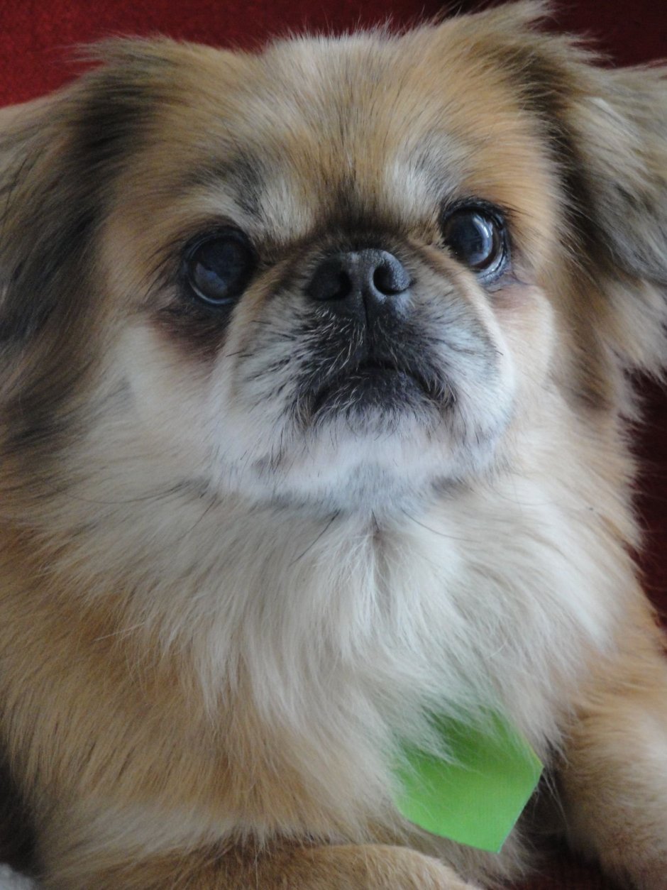 Пекинес дворняжка