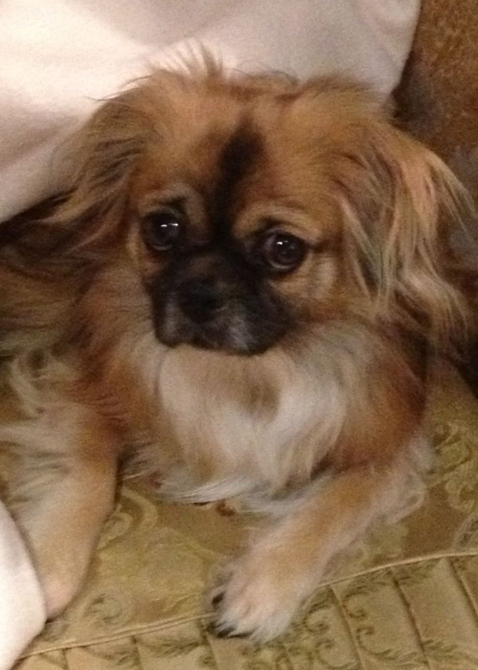 Метисы тибетского спаниеля