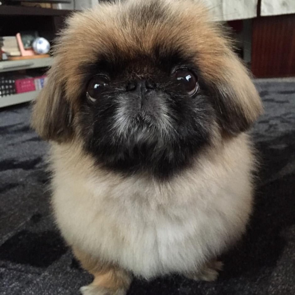 Шпиц с пекинесом