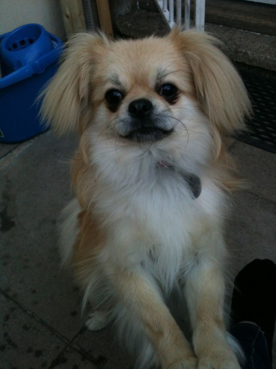 Папильон и Пекинес