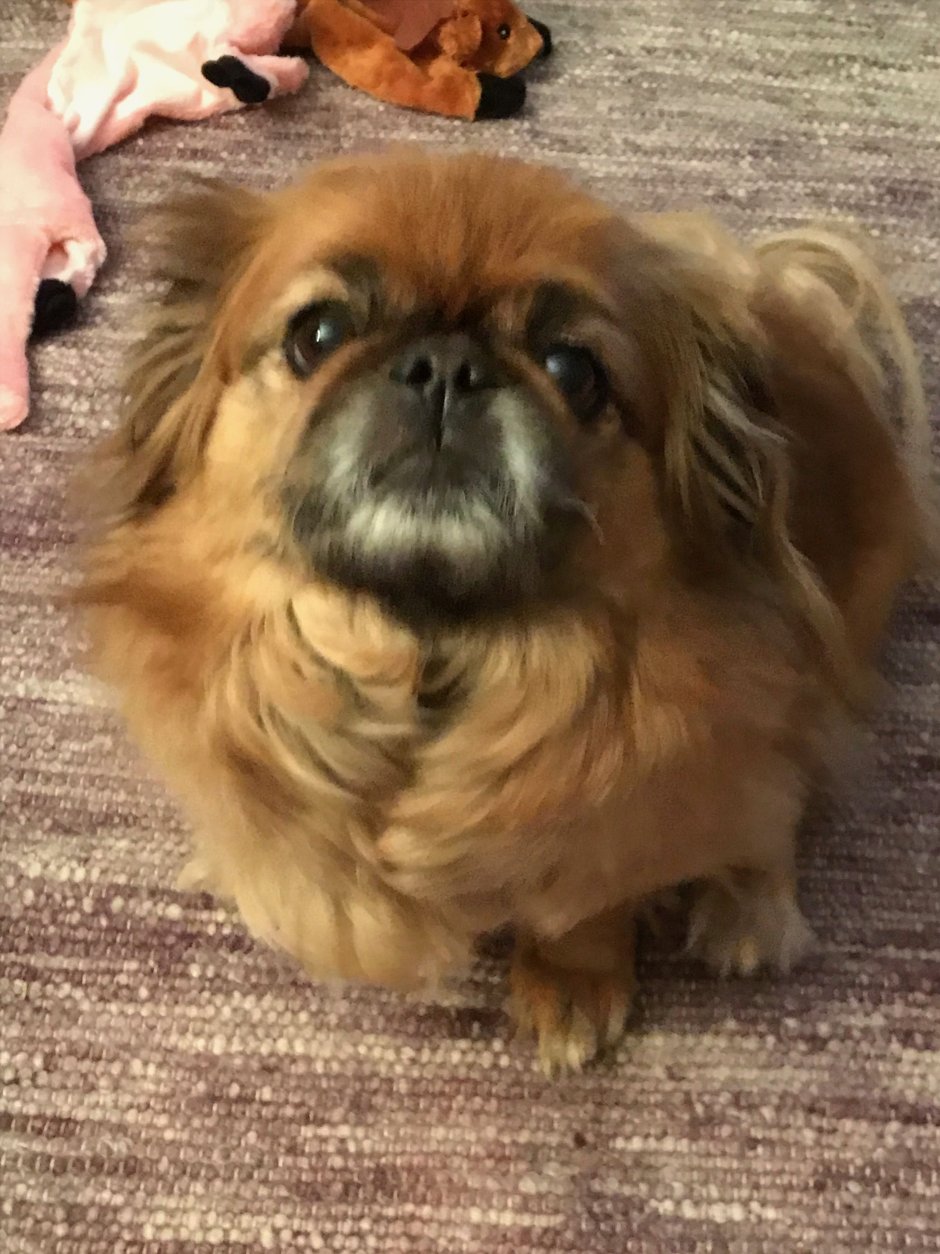 Чистокровный Пекинес