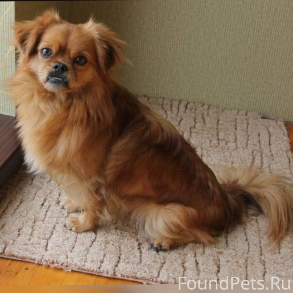 Пекинес дворняжка