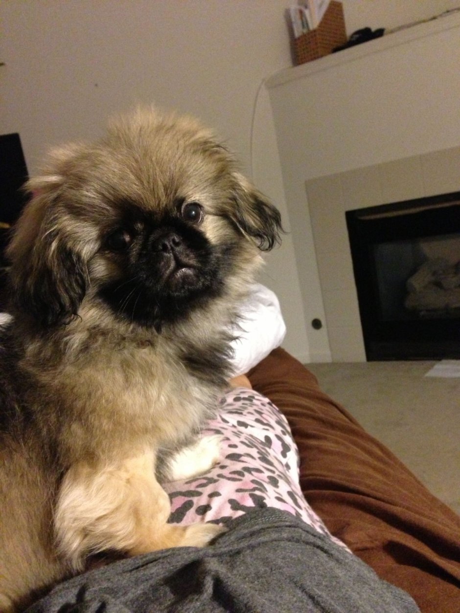 Мопс болонка Пекинес