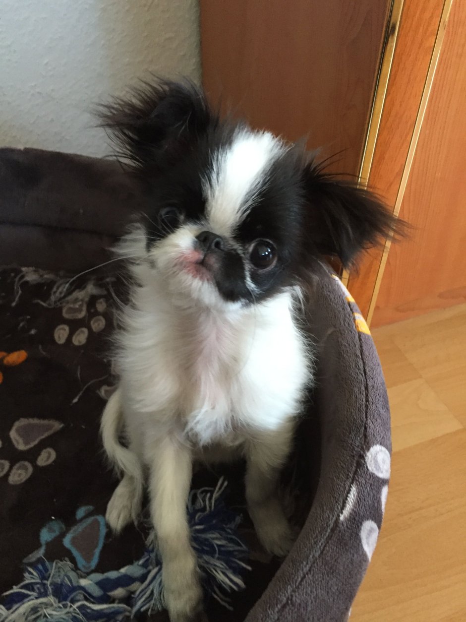 Порода Пекинес метис