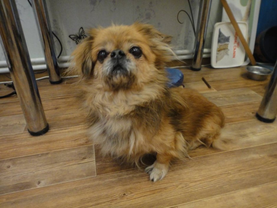 Ши тцу спаниель