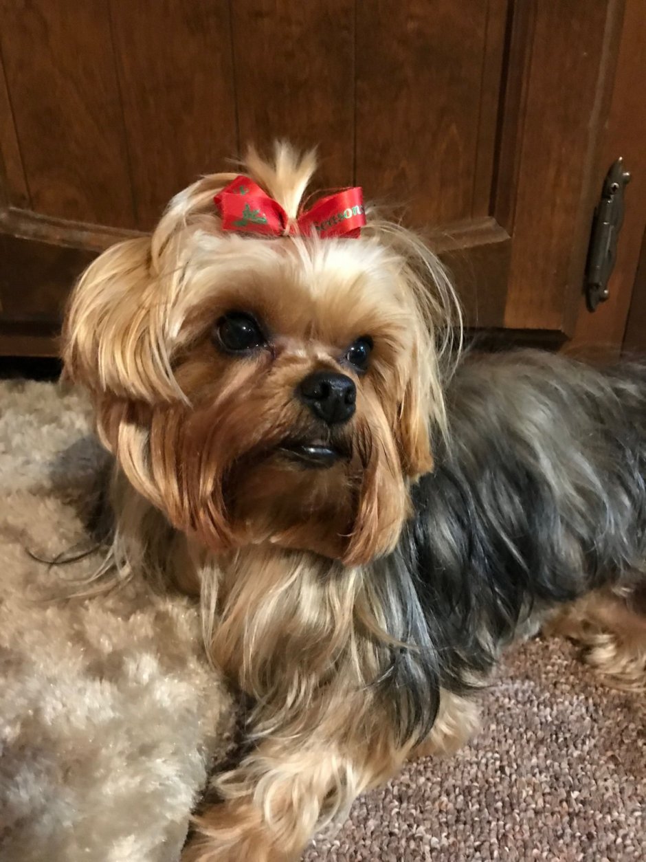 Помесь МОПСА И пекинеса