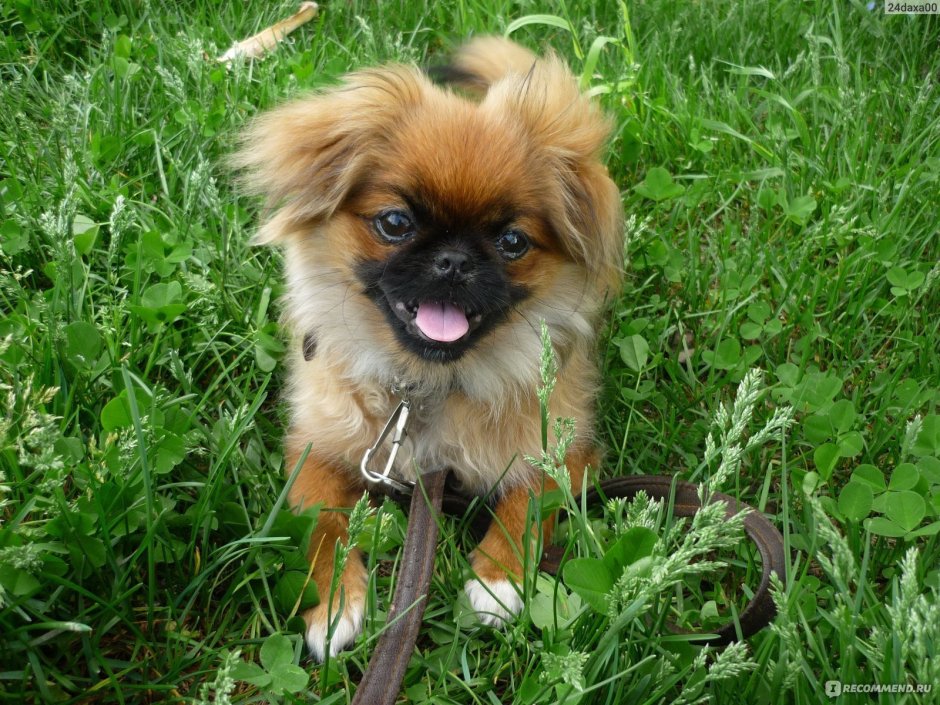 Такса Пекинес