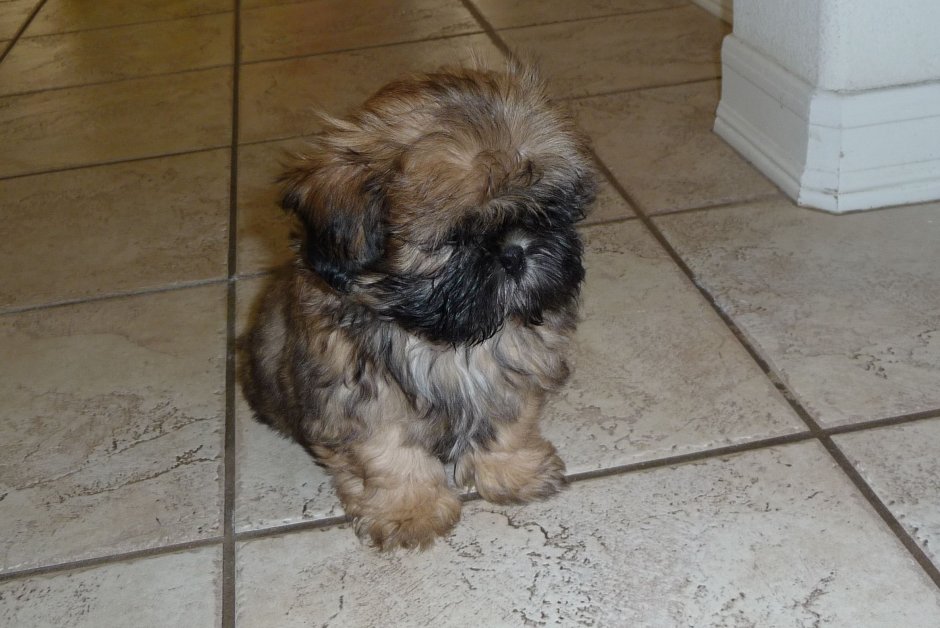 Йоркширский терьер ши тцу