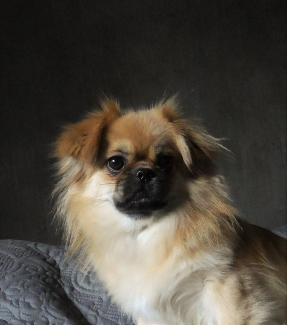 Метис пекинеса