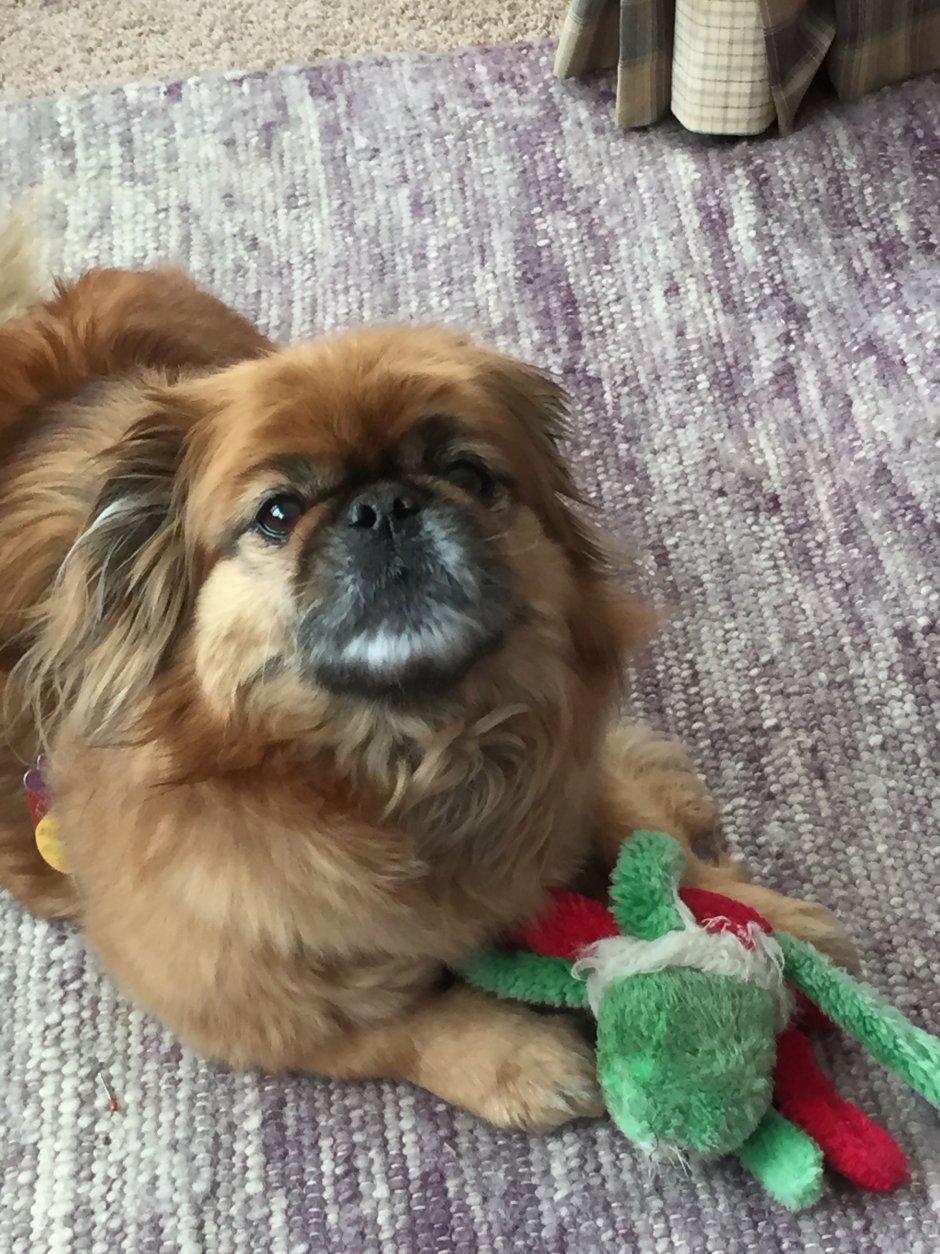 Пекинес померанский