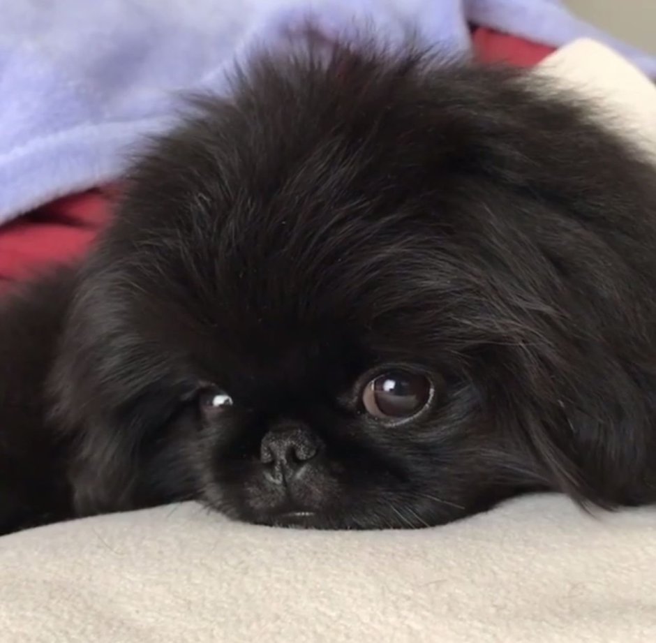 Пекинес на аву