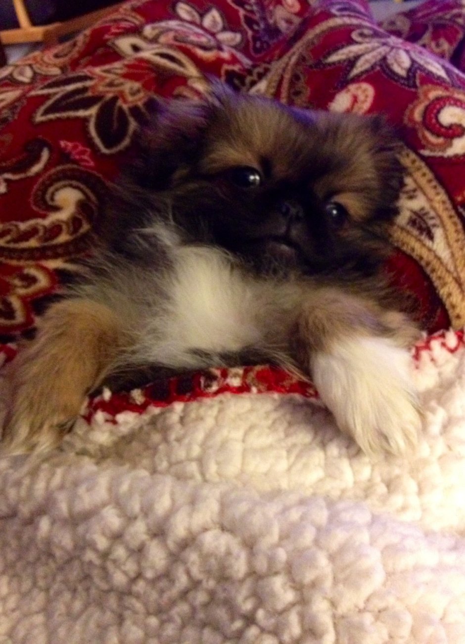 Терьер с пекинесом