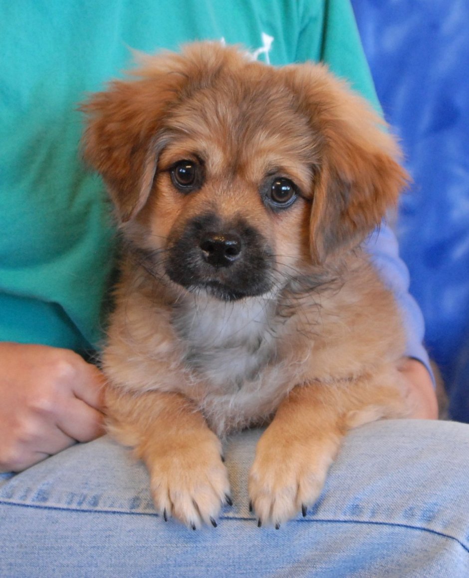 Метис ши тцу и пекинеса