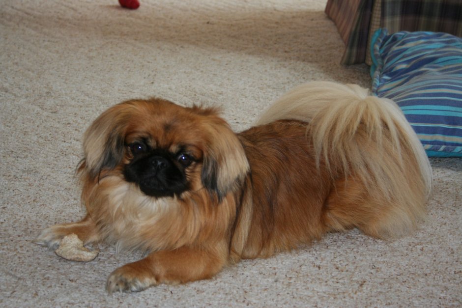 Мальтийский Пекинес