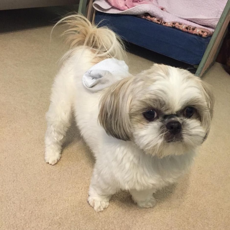 Метис шпица и пекинеса