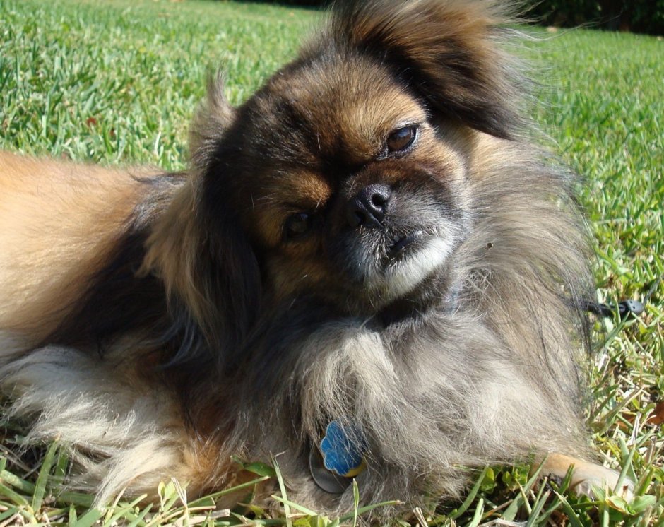 Метис пекинеса