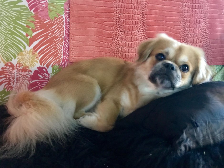 Метисы тибетского спаниеля