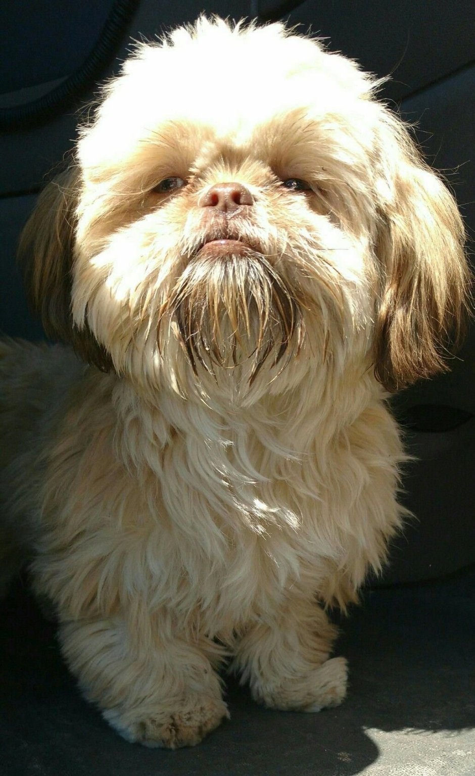 Японский Хин и Пекинес