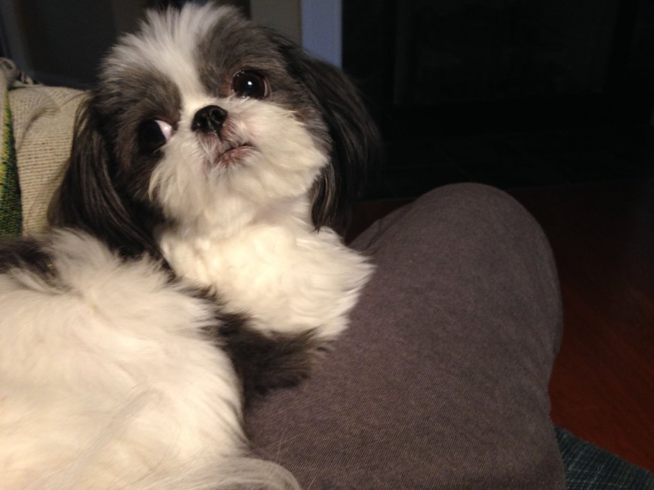 Метис пекинеса