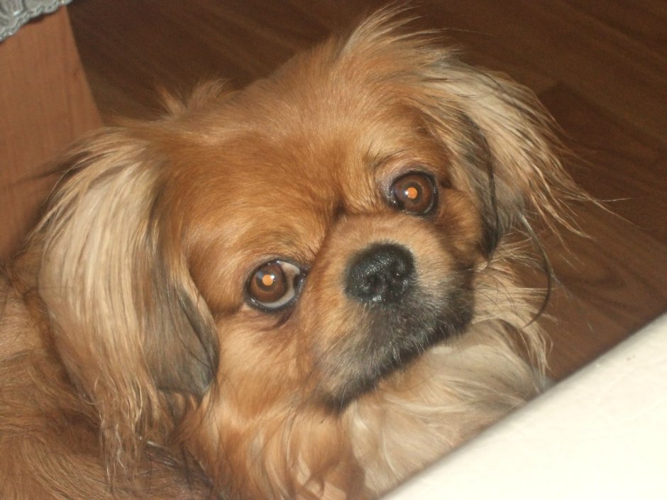 Ши тцу и Пекинес