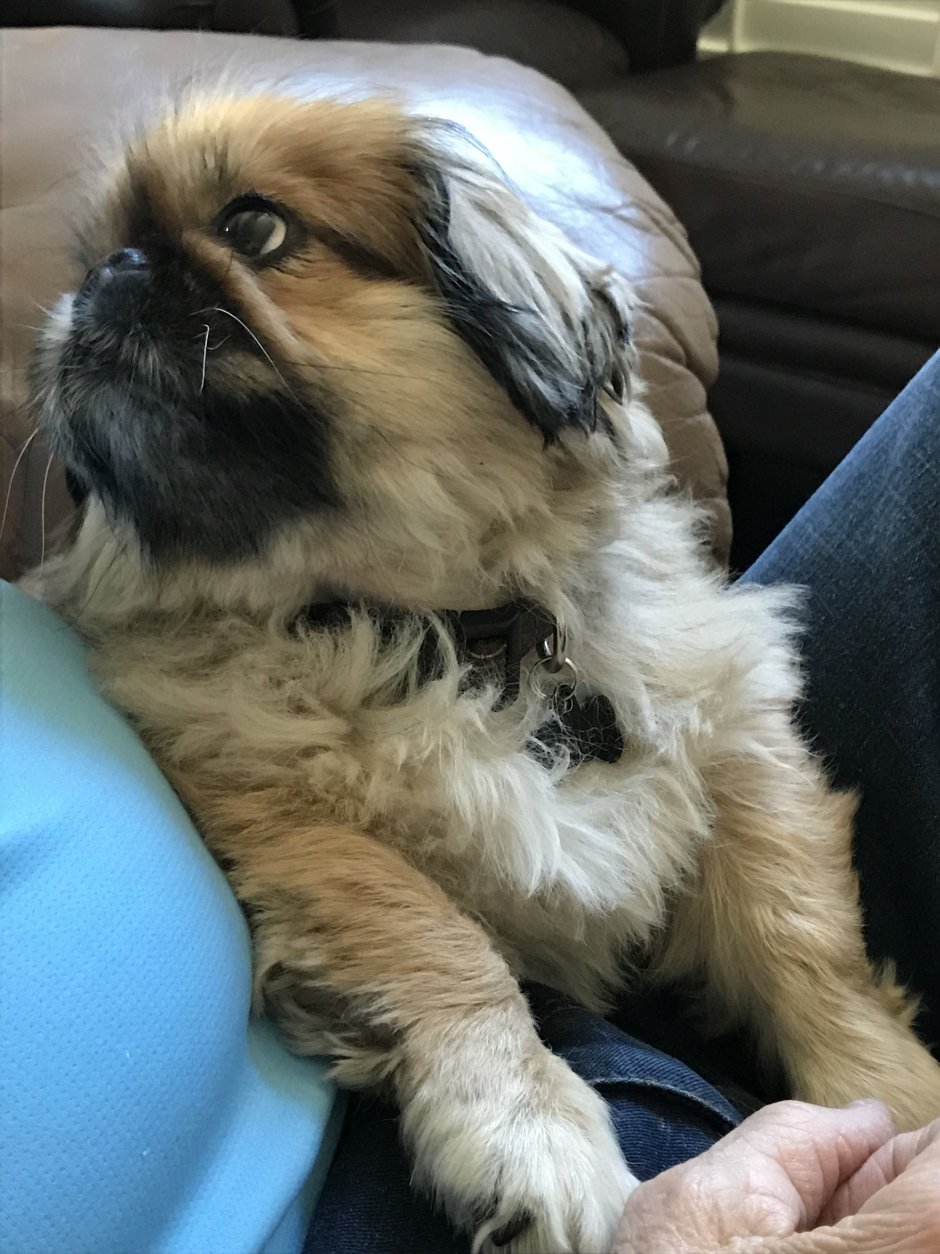 Метис ши тцу и шпица