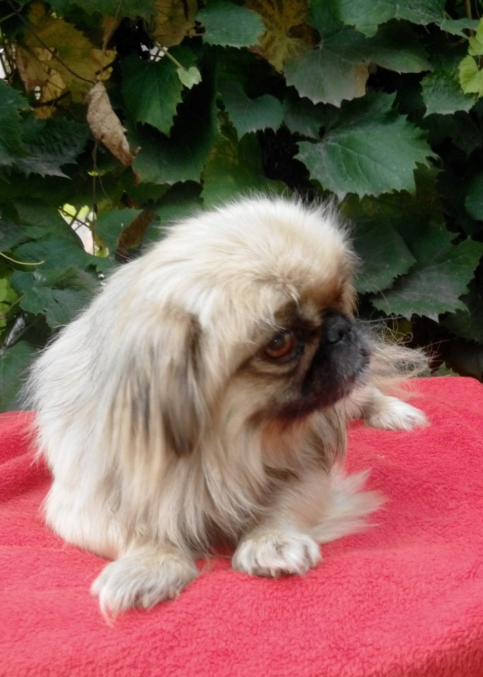 Метис пекинеса с хином