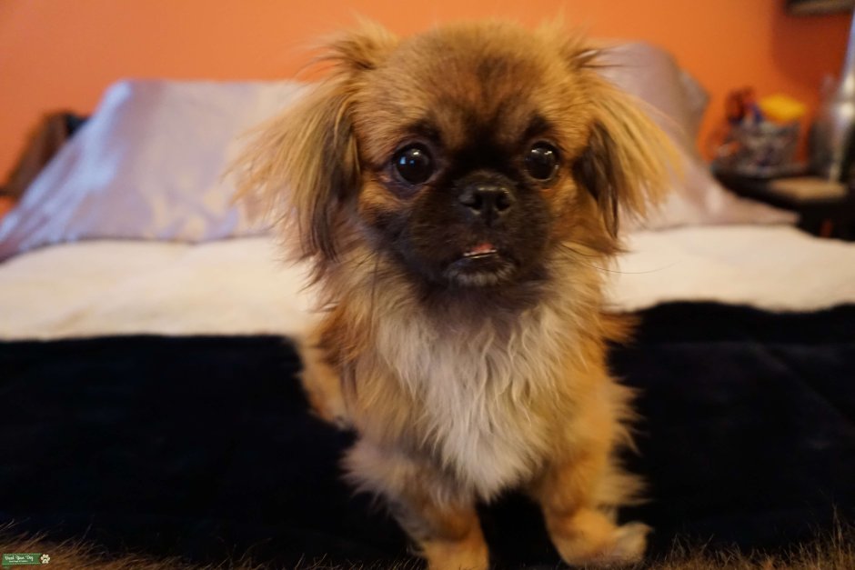 Королевский Пекинес хвост