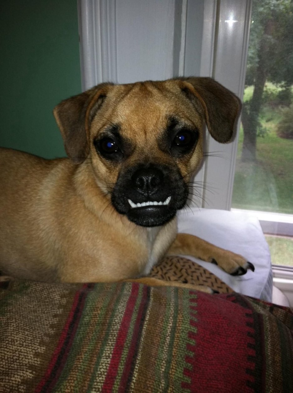 Метис шпица и пекинеса