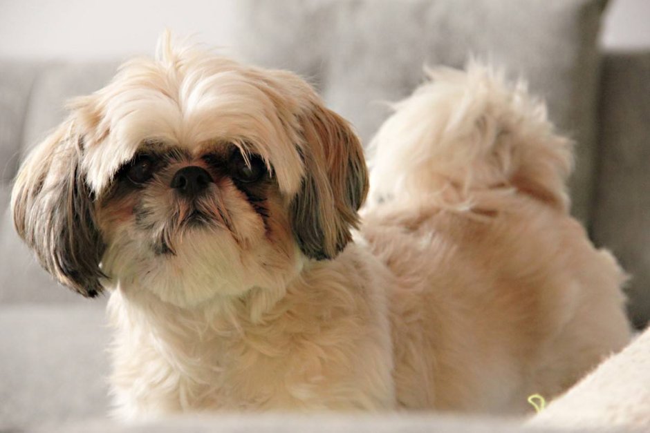 Помесь пекинеса и терьера