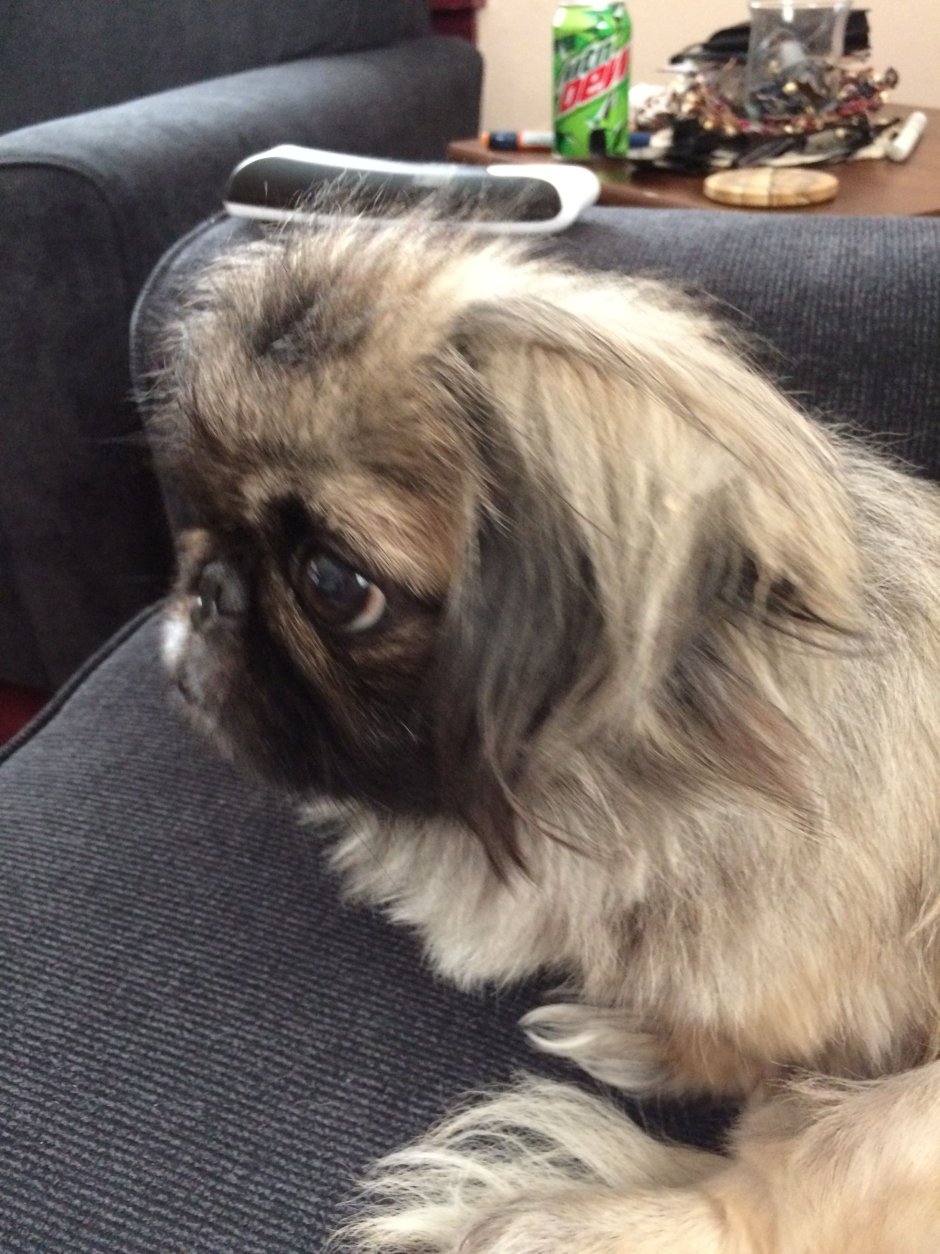 Шпиц с пекинесом