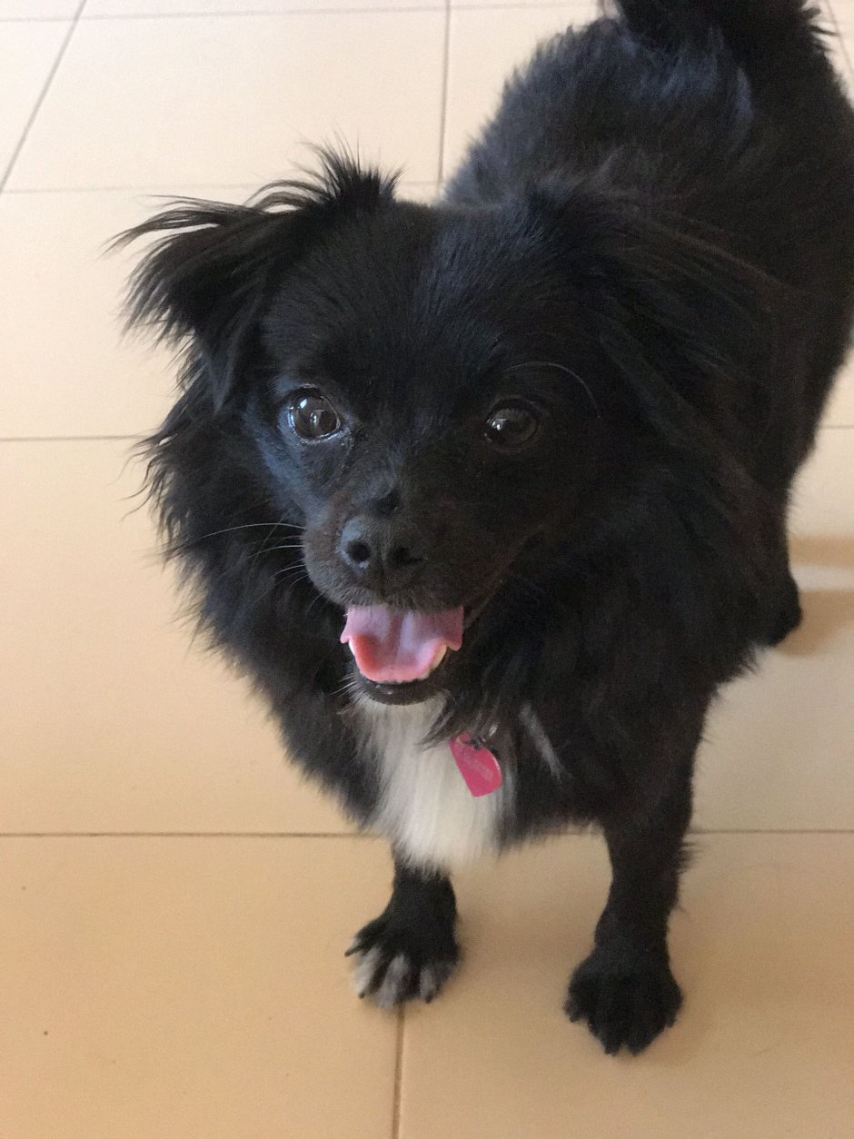 Метис пекинеса