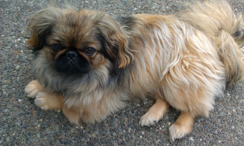 Пекинес дворняжка