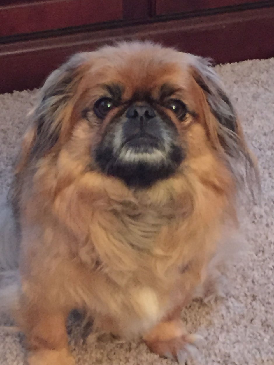 Метис пекинеса