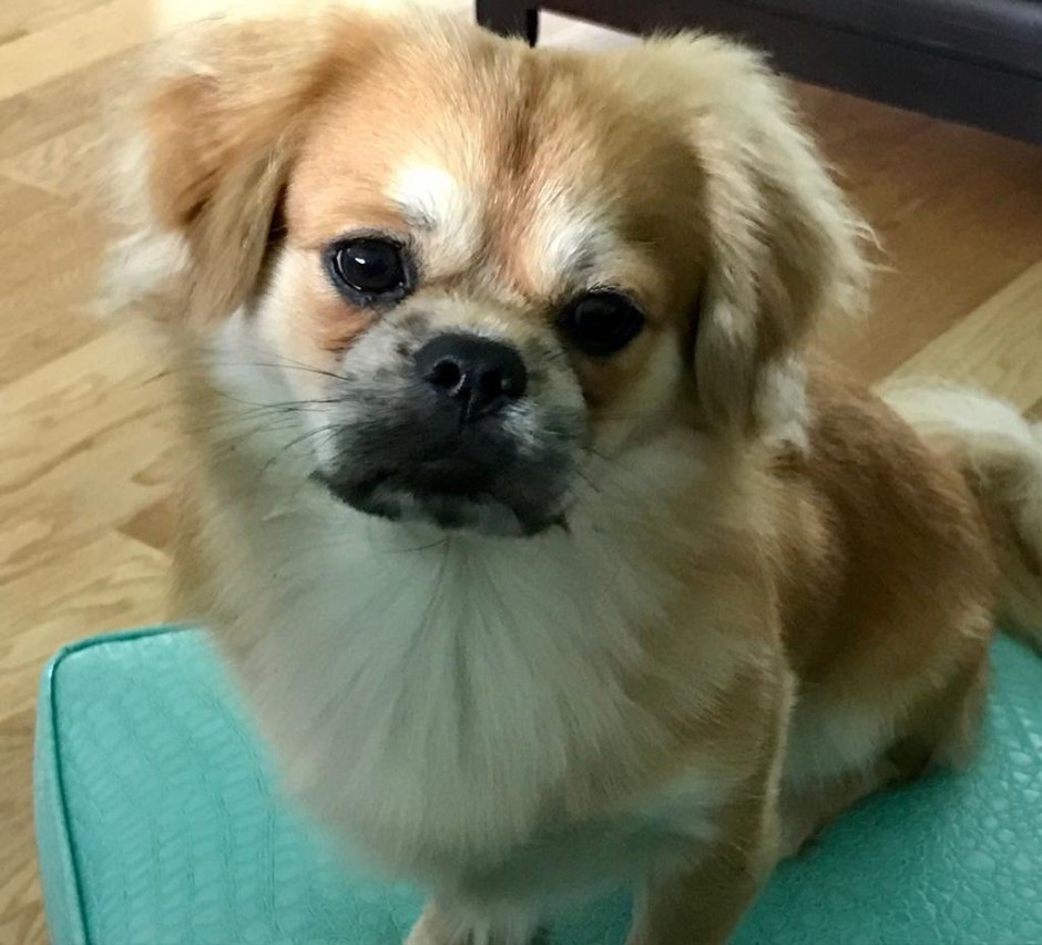 Пекинес происхождение