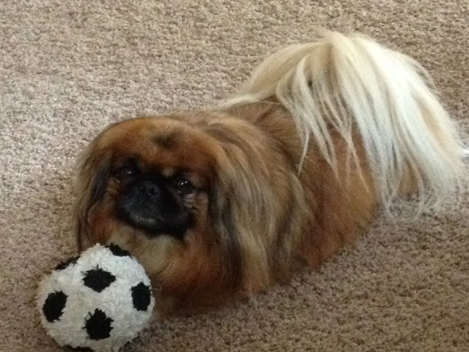 Пекинес Хин