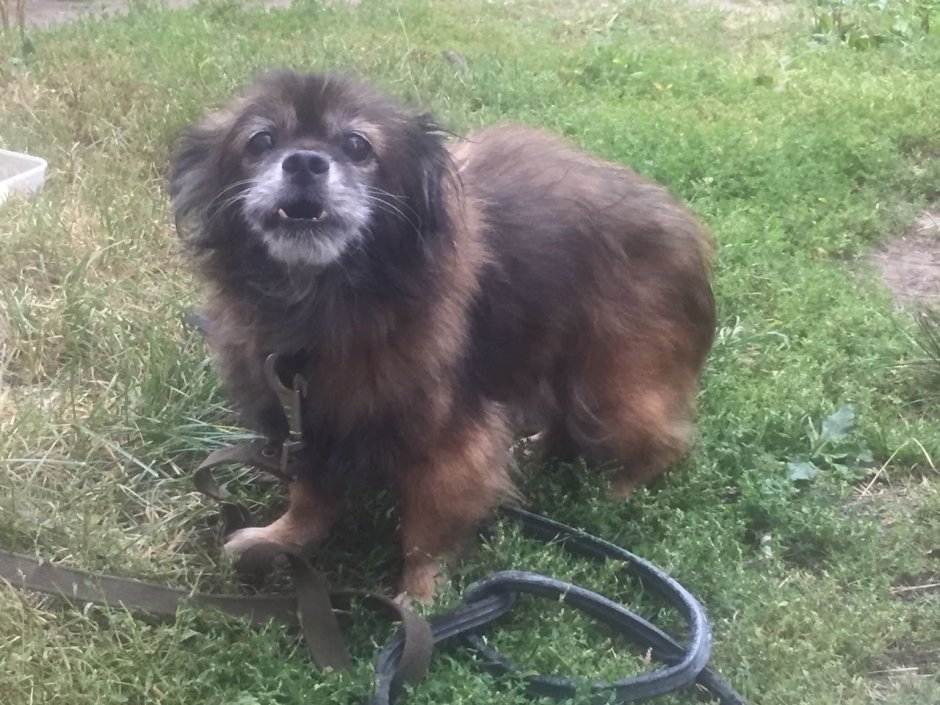 Ши тцу белый