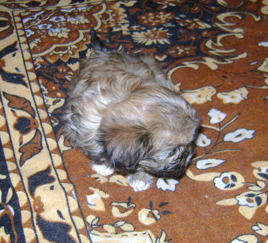 Мопс и Йоркширский терьер