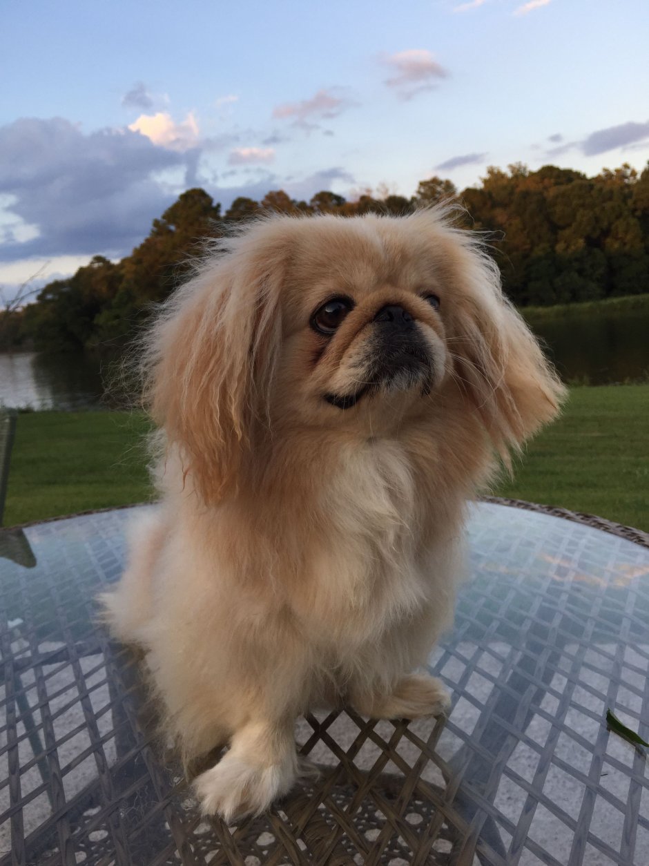 Ши тцу и Пекинес