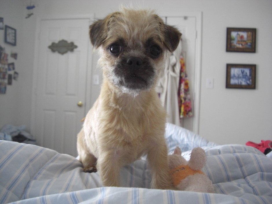 Смесь шпица и пекинеса