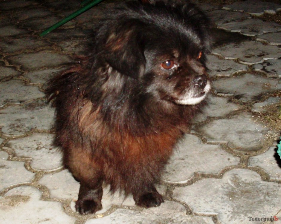 Ши тцу и Пекинес