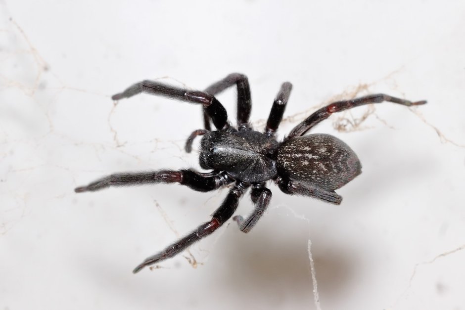 Ostearius melanopygius паук