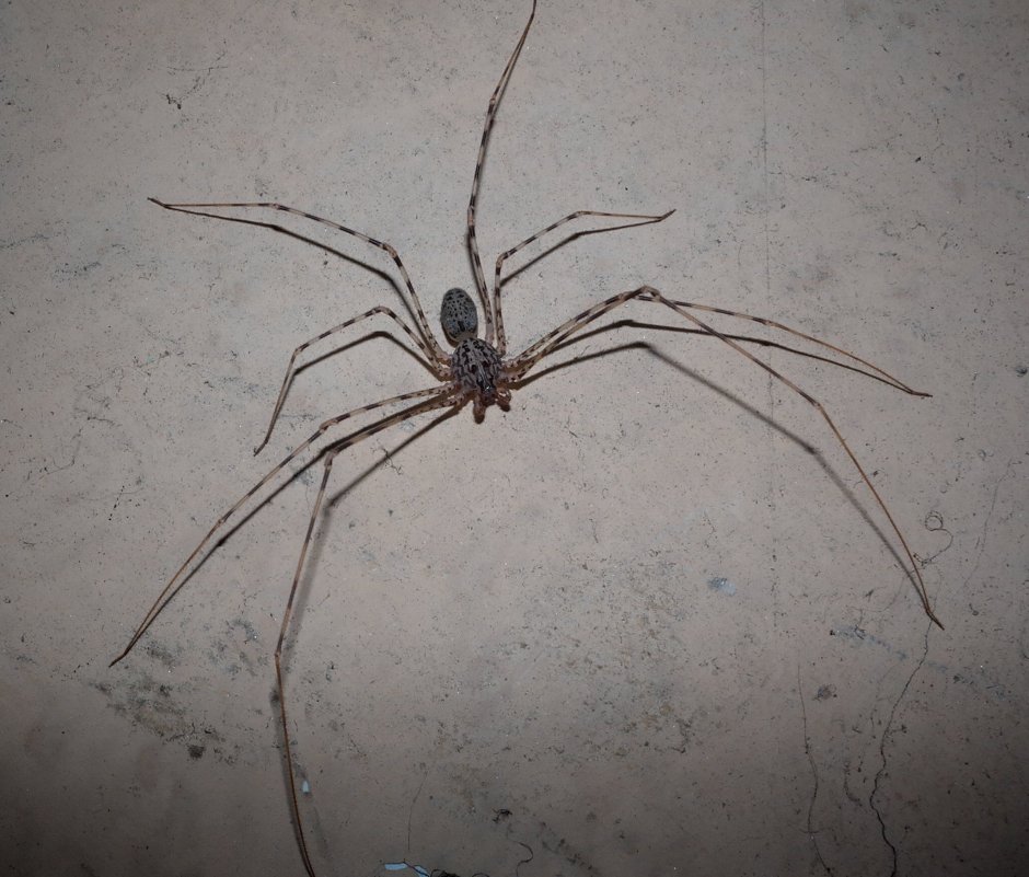 Паук Araña araignee Ragno