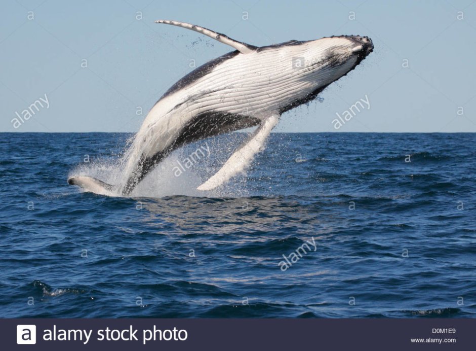 The biggest animal in the World