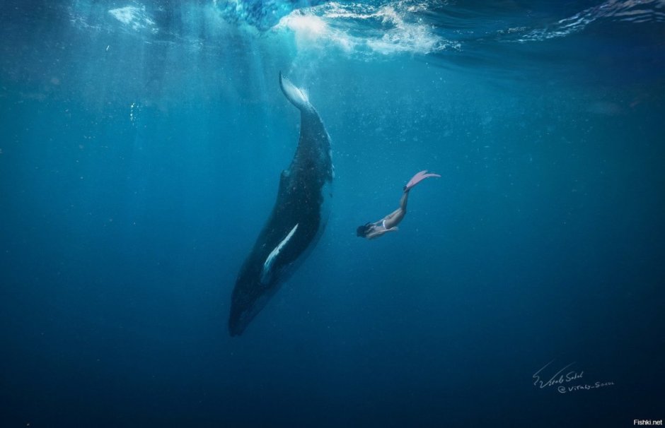 Why Whales are mammals