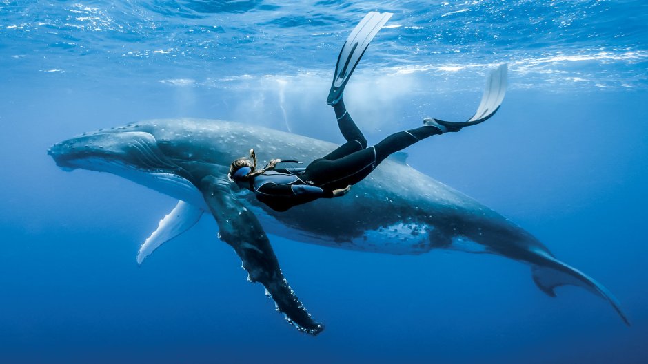 Горбатый кит Аляска National Geographic