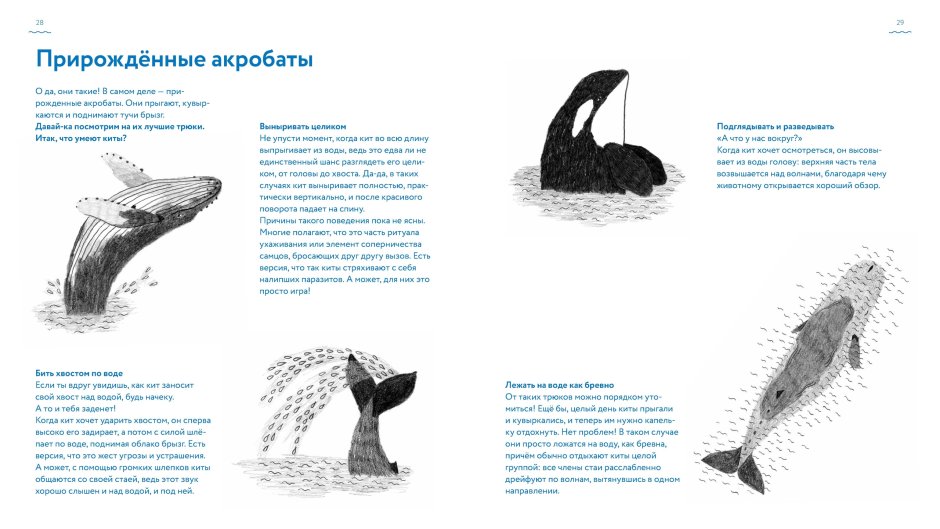 Кит на поверхности
