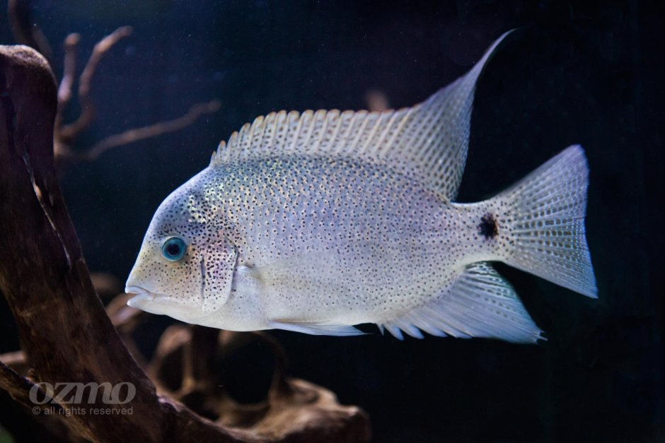 Цихлазома Аргентинская Вьеха