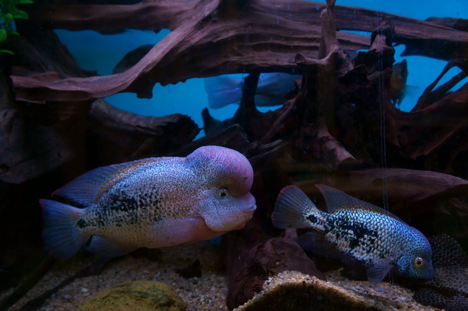 Цихлазома Вьеха Бифасциатум