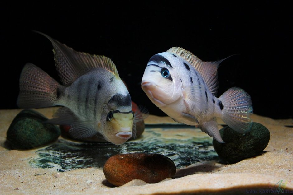 Цихлазома Вьеха серебряная